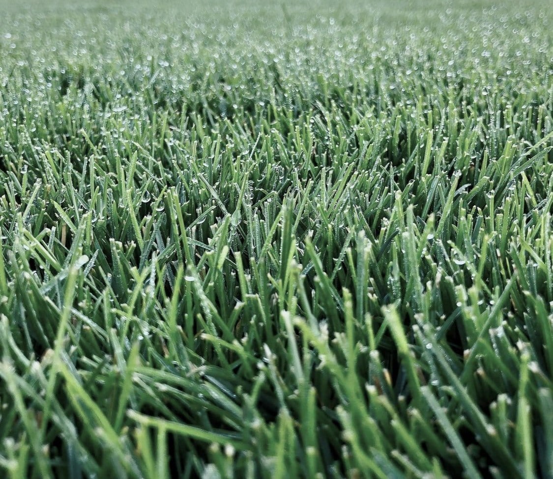 Tall Fescue/KY Bluegrass Mix (East of Cascades)